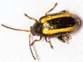 Phyllotetra undulata